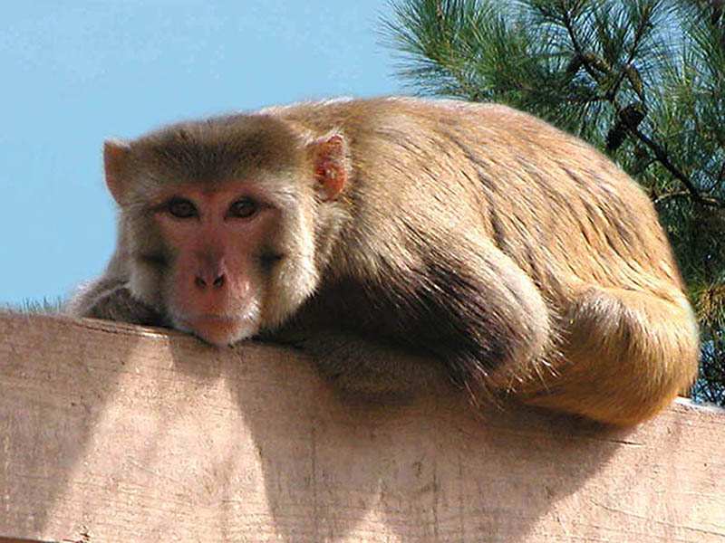 Rhesus macaque sits on post. 