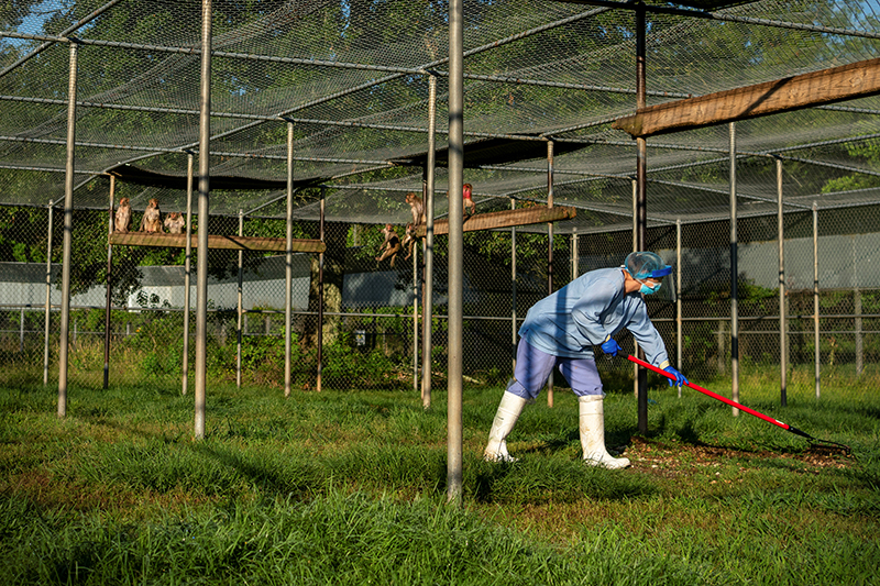 A staff member at the TNPRC rakes the ground of a field cage