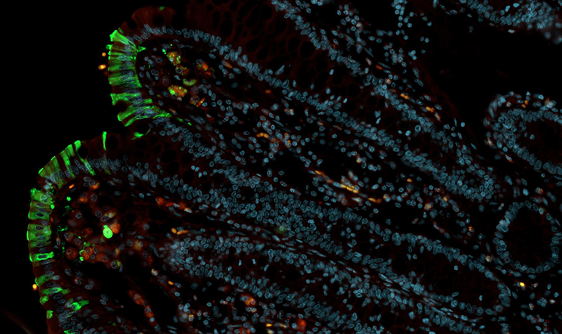 confocal image 2