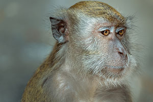Cynomolgus Macaques