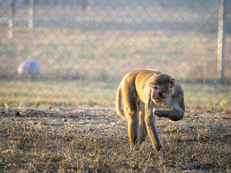 A rhesus macaque in the breeding colony of the Tulane National Primate Research Center